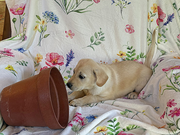 chinook puppy